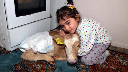 Prematüre buzağı 'Sütlaç'a çocuğu gibi bakıyor