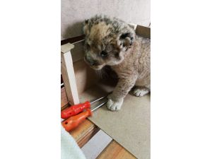 Edirne'de uyuşturucu operasyonu