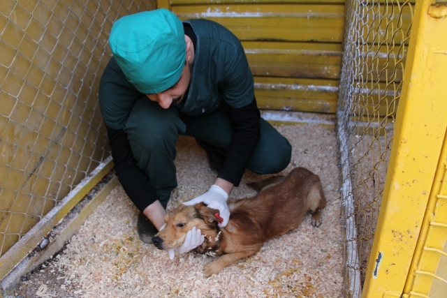 Seydişehir Belediyesinden Sokak Köpeklerine Mobil kısırlaştırma