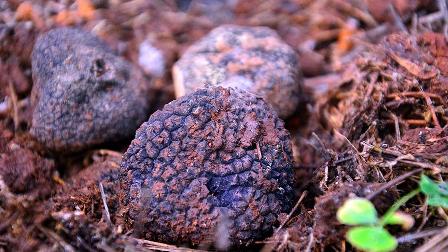 Trüf mantarı kaçakçılığına rekor ceza