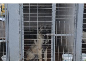 Kamyonetin arkasında sürüklenen köpek yeni yuvasında