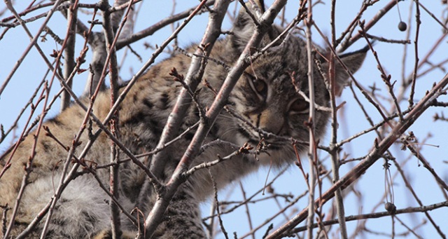 Aydın’da kuduz vaşak alarmı