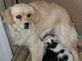 Köpek yavru kediye annelik yapıyor