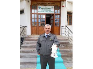 Kanadı kırık martı koruma altına alındı