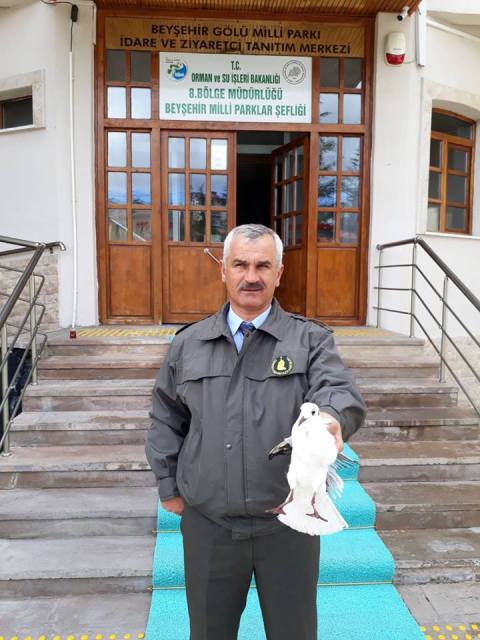 Kanadı kırık martı koruma altına alındı