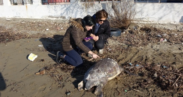 Çanakkale'de ölü caretta caretta sahile vurdu