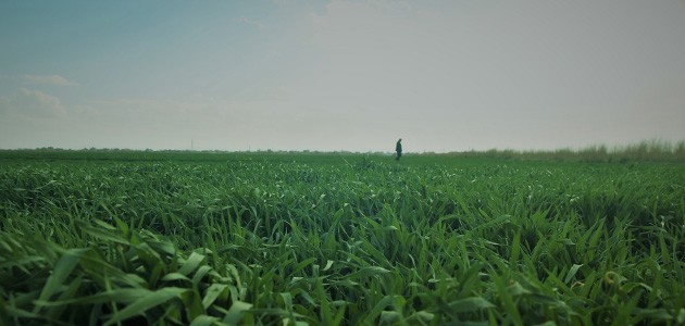 Buğdaydaki erken gelişim rekolteye yansıyacak
