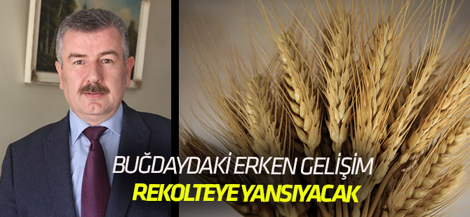 Buğdaydaki erken gelişim rekolteye yansıyacak