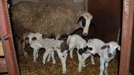 Tekirdağ'da bir koyun beşiz doğurdu