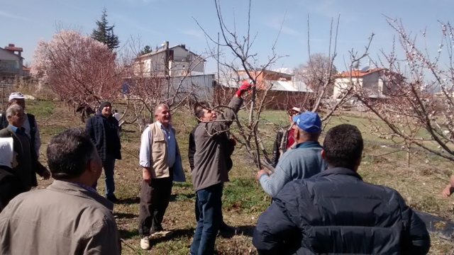 Üreticilerden Budama Eğitimi