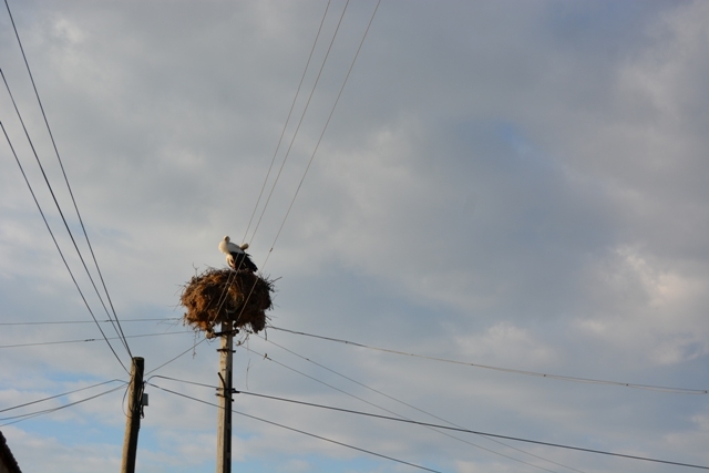 Kulu'da leylekler yuvalarına dönmeye başladı