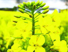 Yunak'ta şifalı bitkiler merkezi açıldı