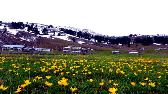 Toroslarda çiçeklerin görsel şöleni