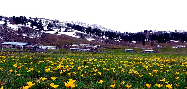Toroslarda çiçeklerin görsel şöleni