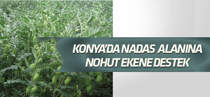 Nadas alanları tarıma kazandırılacak