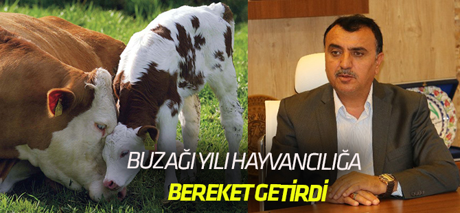 2018 Buzağı yılı  Hayvancılığa can getirdi.