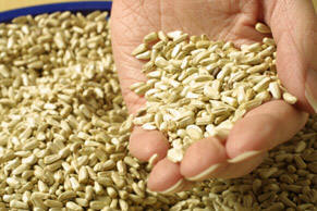 Altınekin çiftçisi sertifikalı tohumu sevdi