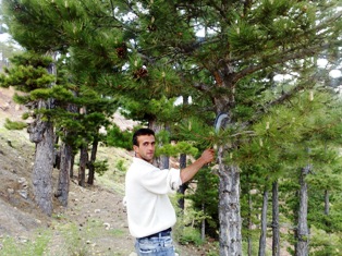 Bu ağaçlara kimse dokunamıyor