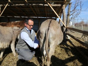 Litresi 100 TL'den satılan eşek sütü yok satıyor