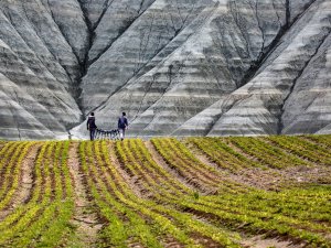 TARSİM 1,1 milyar lirayı aşkın hasar ödedi