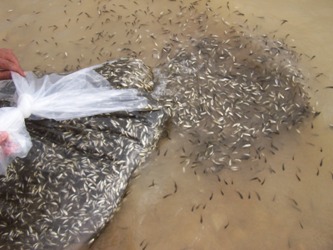 Akşehir Gölü'ne 50 bin sazan yavrusu