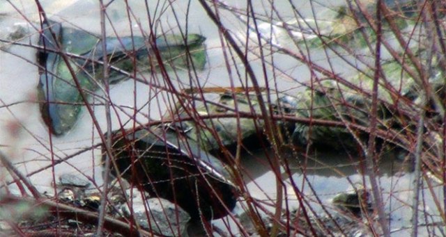 Suda eriyen cesedin kimliği belirlendi