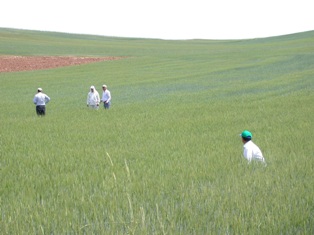 Çiftçiler hastalığa hazırlıksız yakalandı