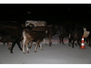 Çoban uyuyunca başıboş kalan danalar caddeye kaçtı