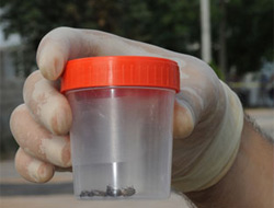 Küçükkendirci: Evcil hayvanlara dikkat