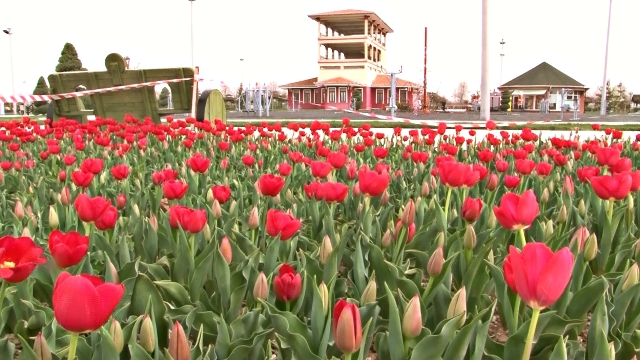 Karatay’ın Parkları İlk Baharı Lalelerle Karşıladı
