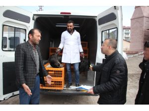 Zara Ziraat Odası, tavuk dağıttı