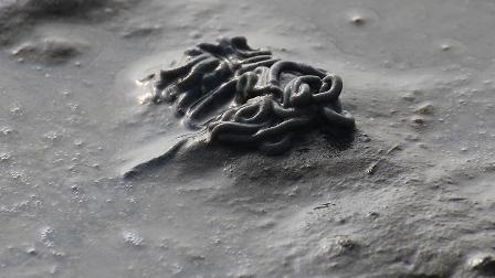 Dünyanın en uzun hayvanı zehirli çıktı