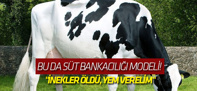 Bu da Süt Bankacılığı modeli! "İnekler öldü, yem verelim"