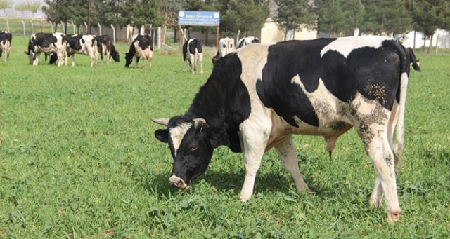 Yeni yem uygulaması, et fiyatlarını düşürecek