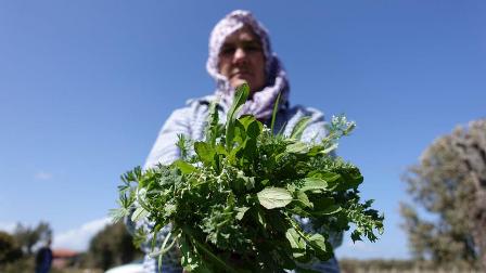 Ege'de turizme 'şifalı ot' katkısı