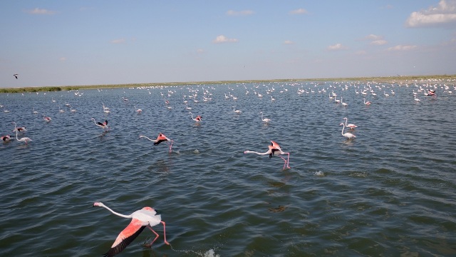 Ereğli Akgöl Sazlıkları Canlanıyor