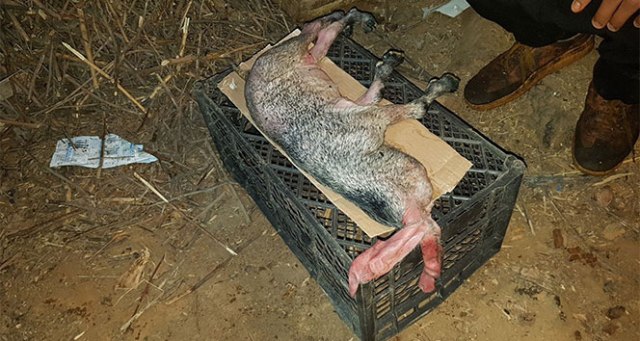 Başsız doğan oğlak 15 dakika yaşayabildi