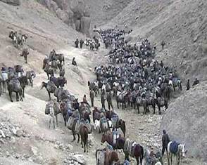 Kaçakçıların at- katır filosu