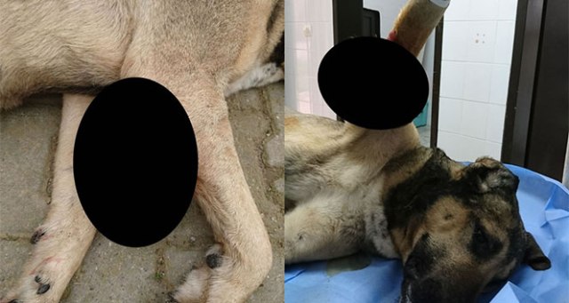 Sokak köpeğinden 1,5 kilogram tümör alındı