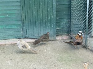 Derbent kuş cennetine dönüşecek