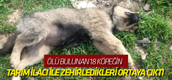 Ölü Bulunan 18 Köpeğin Tarım İlacı ile Zehirledikleri Ortaya Çıktı
