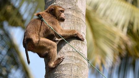 Hindistan'da polis bebek hırsızı maymunun peşinde