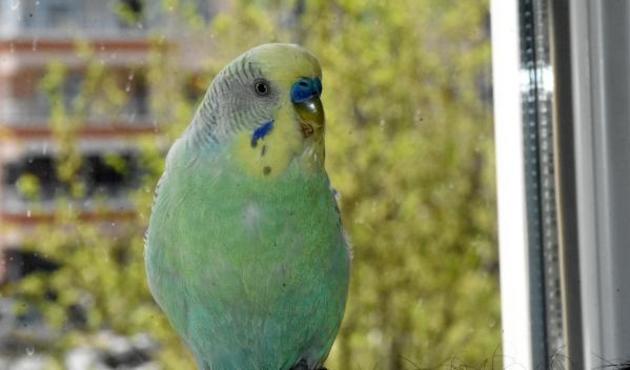 70 kelime biliyor, cümle bile kuruyor! / VİDEO