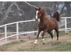 "Özgünhan"ın tayları yok satıyor