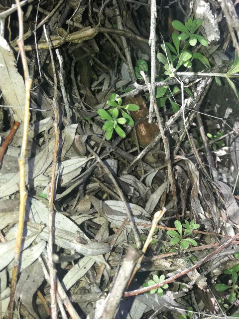 'Kuzu Göbeği'nin kilosu bin liradan satılıyor