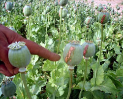 Sarayönü’nde haşhaş operasyonu