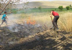 Ekili tarla kül oldu