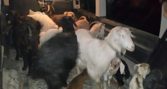 Çaldıkları keçi, oğlak ve tavuklarla yakalandılar