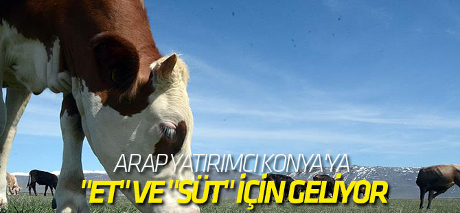 Arap Yatırımcı "Et" ve "Süt" İçin Geliyor