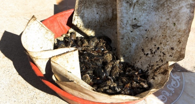 Midyeler merdaneli çamaşır makinelerinin içinden çıktı